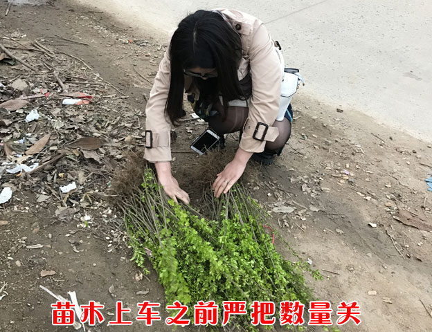 苗木上車之前嚴把數量關