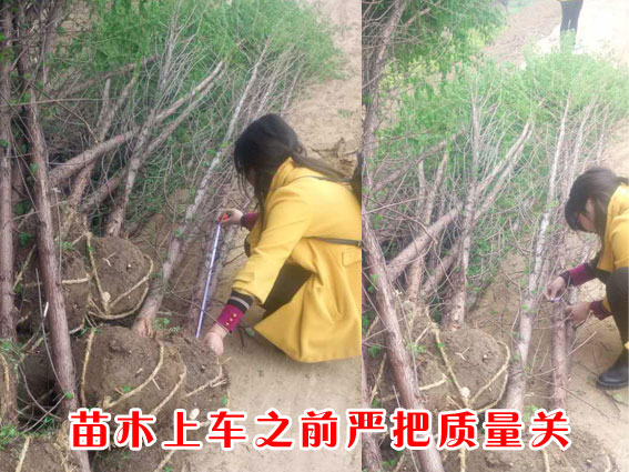 苗木上車前嚴把質量關