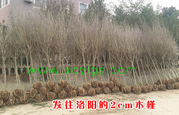 發往洛陽2cm木槿